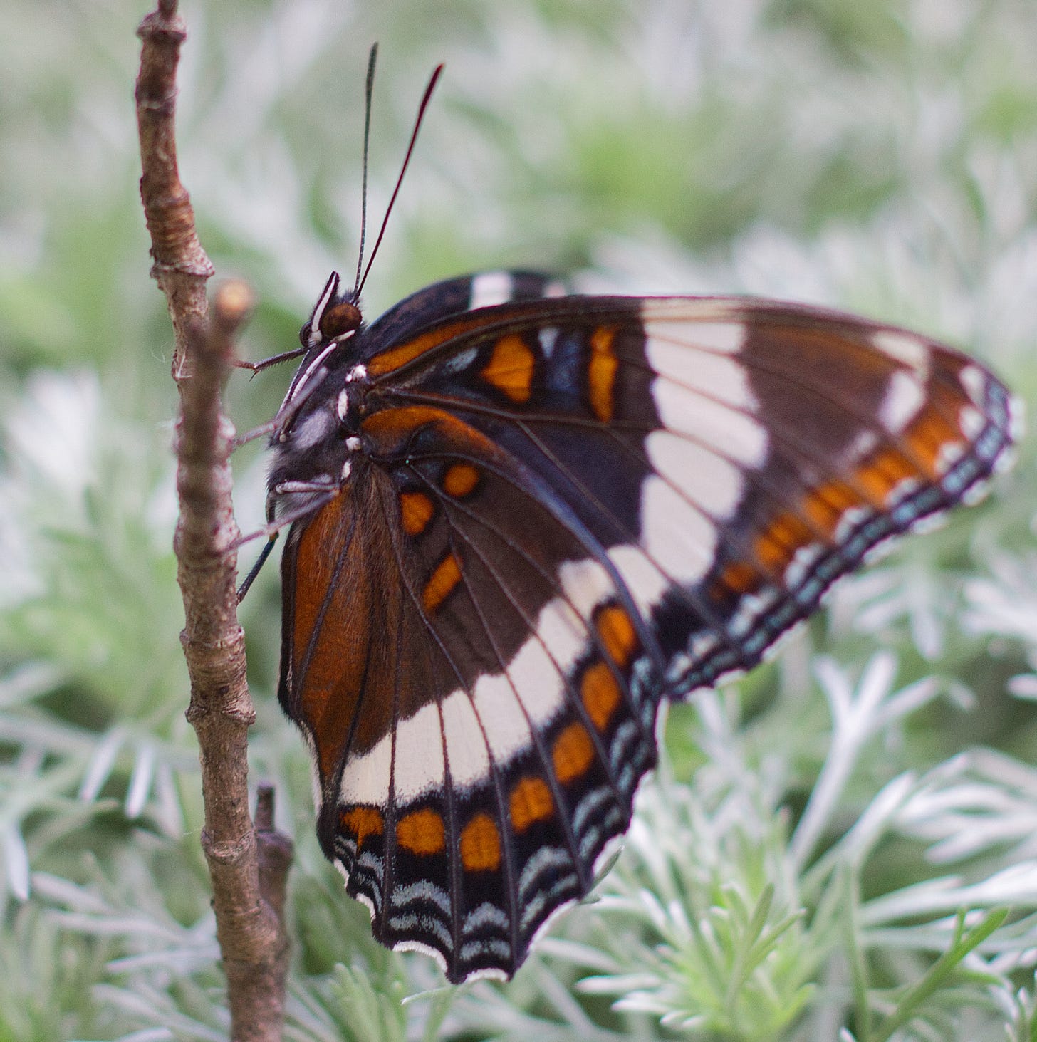 A White Admiral butterfly perched on a twig.
