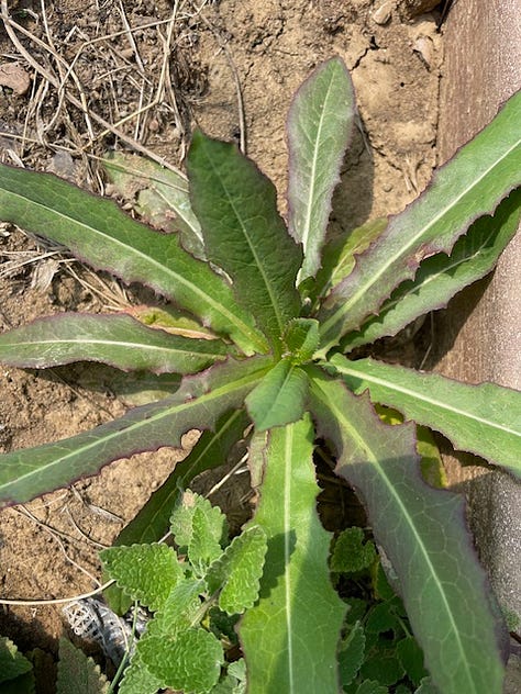 1 Dandelion left, 2 chicory middle, and 3 wild lettuce, right.