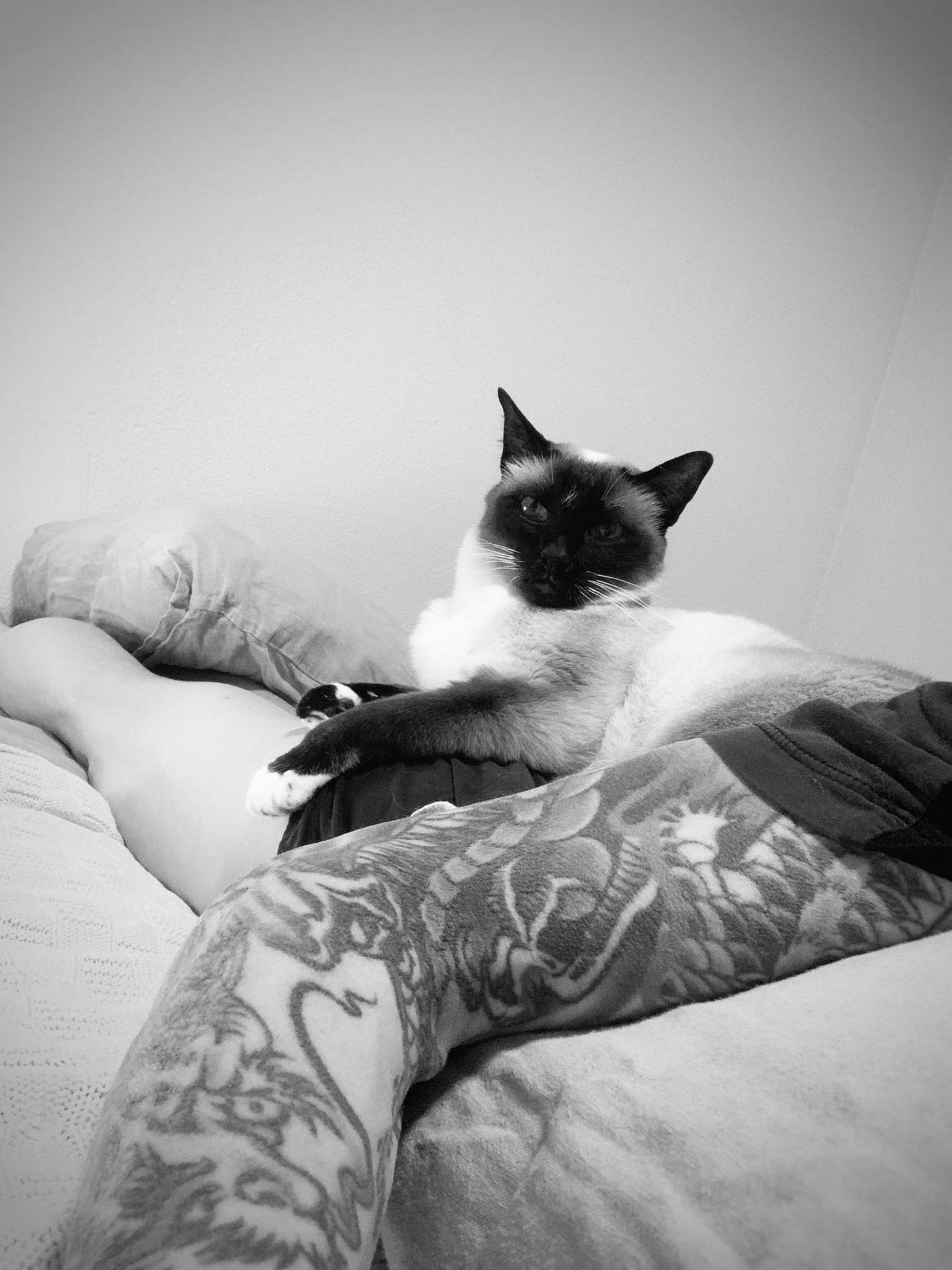 Siamese cat lying on author, who is lying prone on their bed
