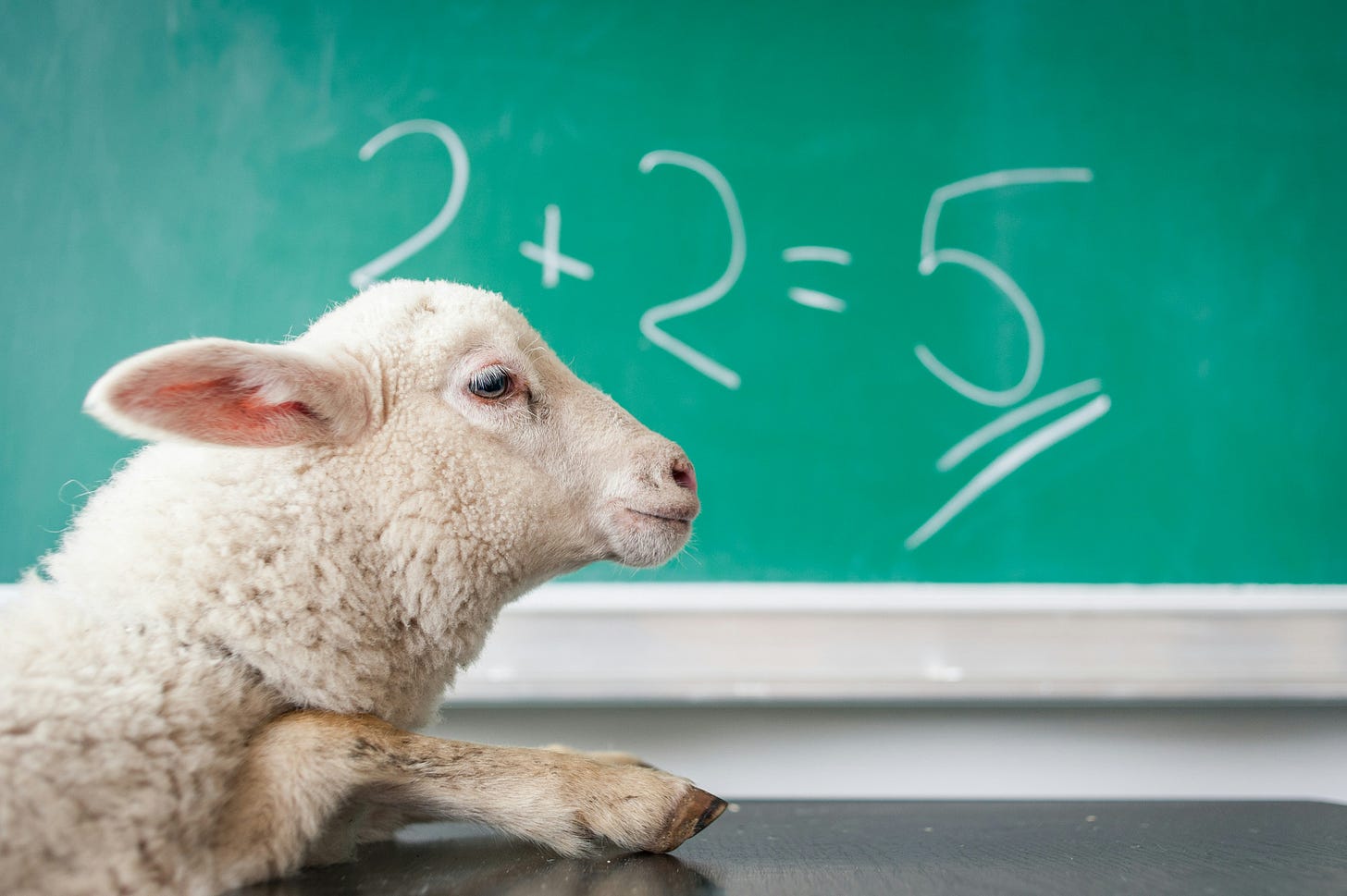 Sheep standing against table with "2+2=5" on a old fashioned green chalkboard in the background.