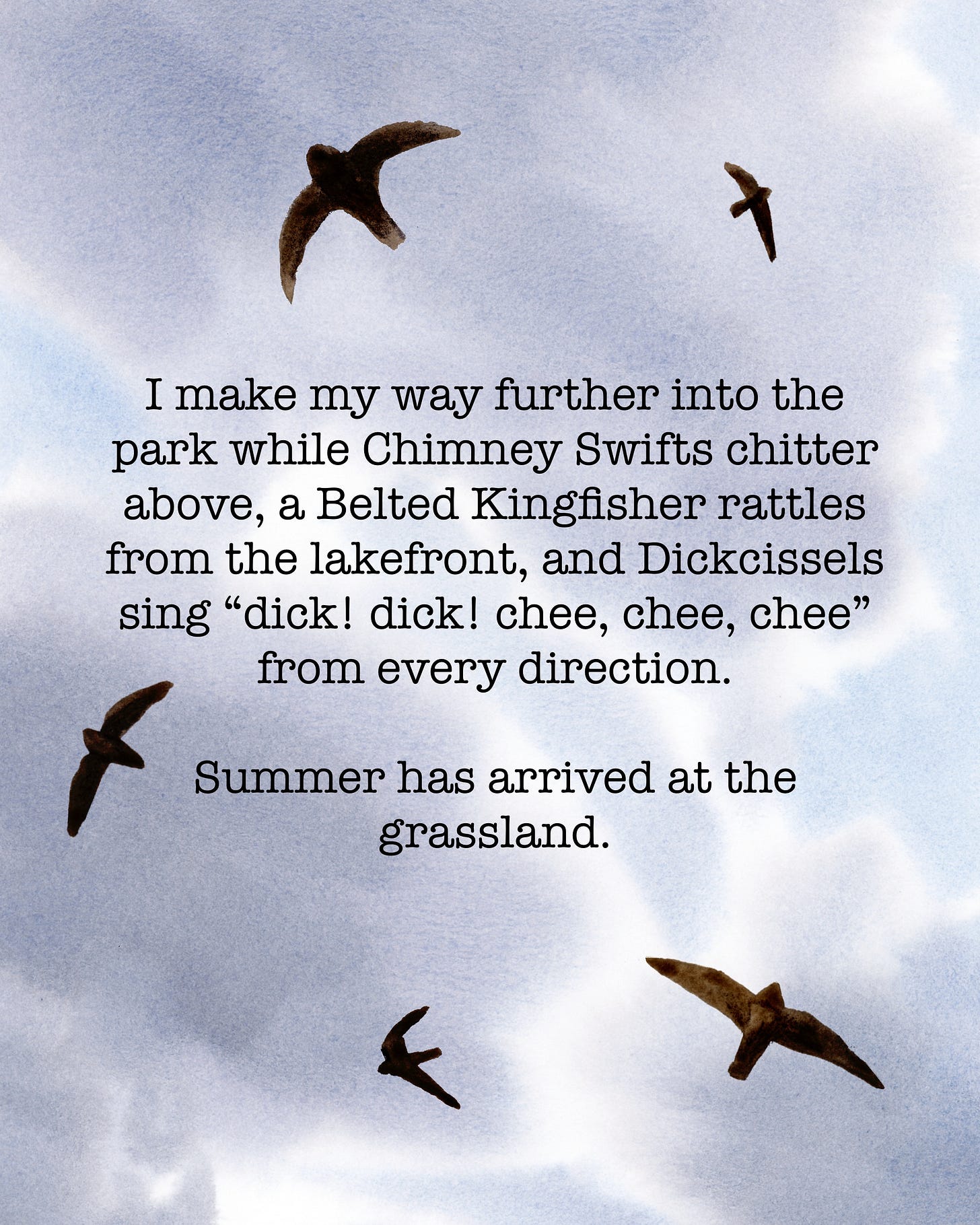 I make my way further into the park while Chimney Swifts chitter above, a Belted Kingfisher rattles from the lakefront, and Dickcissels sing “dick! dick! chee chee chee” from every direction. Summer has arrived at the grassland.