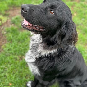 Contrarian Pet of the Week