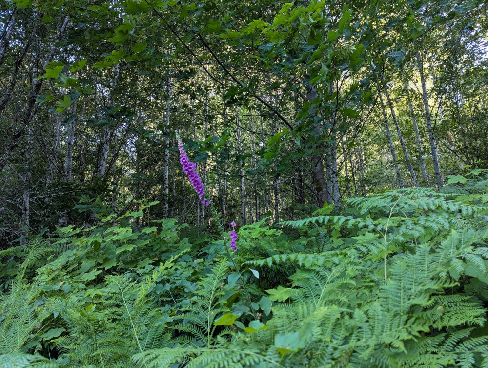A view up a slope into young alder trees, with a purple spike of foxglove growing out of thick ferns.
