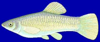 Amazon molly - Wikipedia