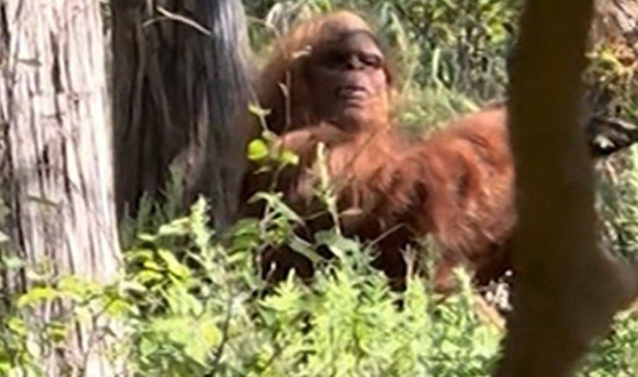 Vídeo duvidoso mostra suposto 'Pé Grande' sentado em uma árvore. Vídeo duvidoso mostra suposto 'Pé Grande' sentado em uma árvore.