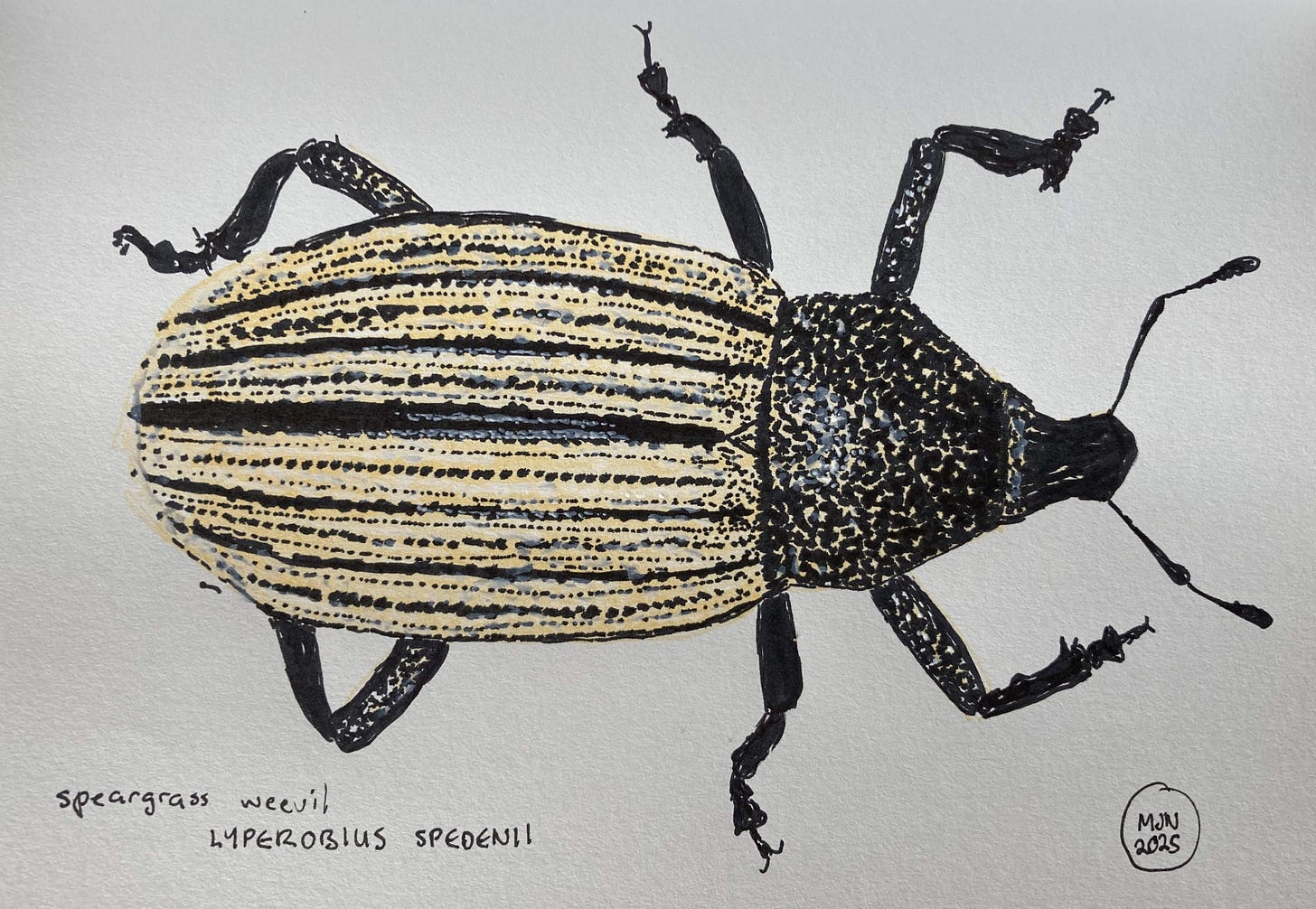 Drawing of a beetle with a pale yellowish body striped with black spots, black and pale yellow mottled on upper body and mostly black legs