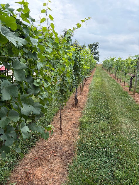 MWA recognition of its legacy families at Basignani Winery