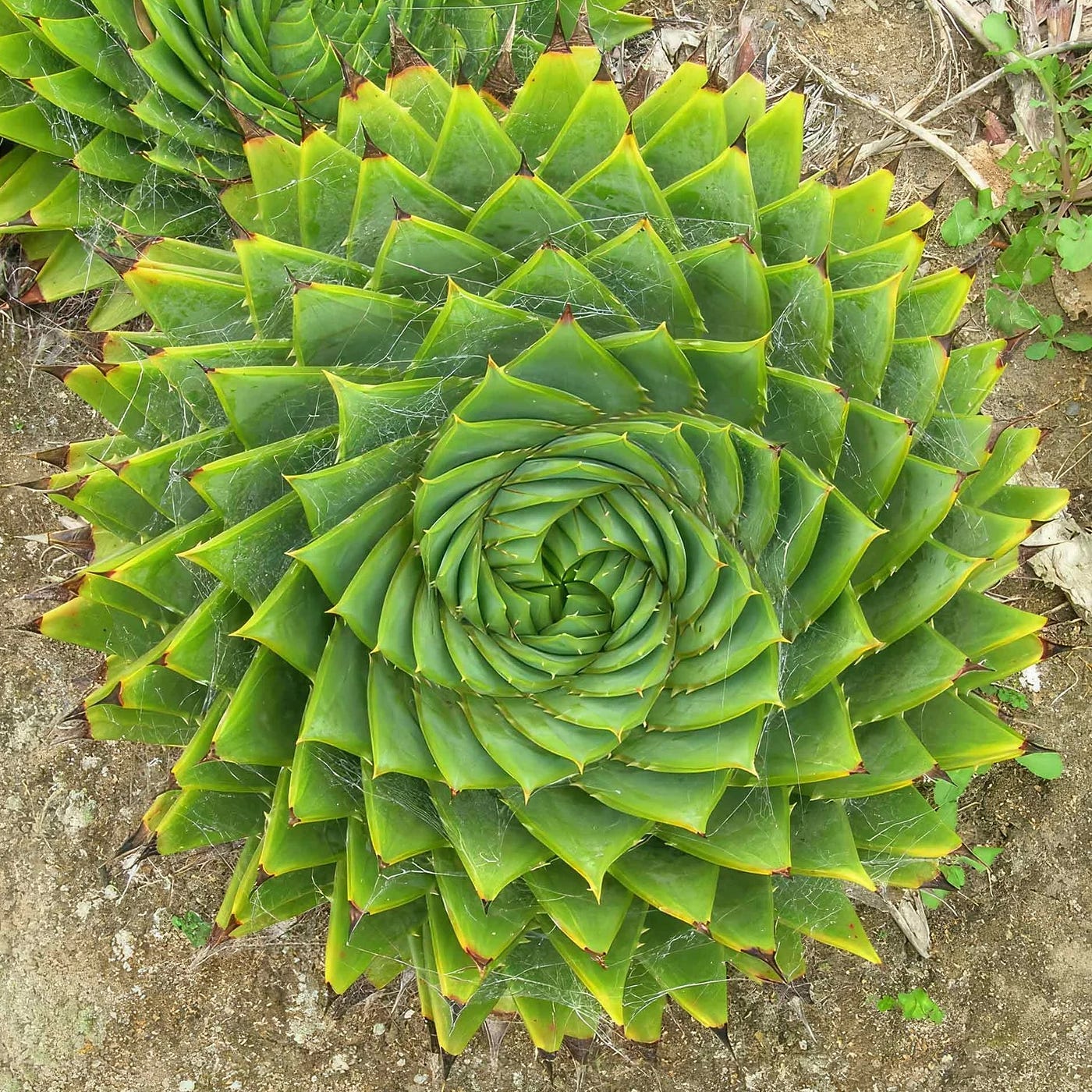 Spirals in Aloe — https://www.flickr.com/photos/brewbooks/184343090