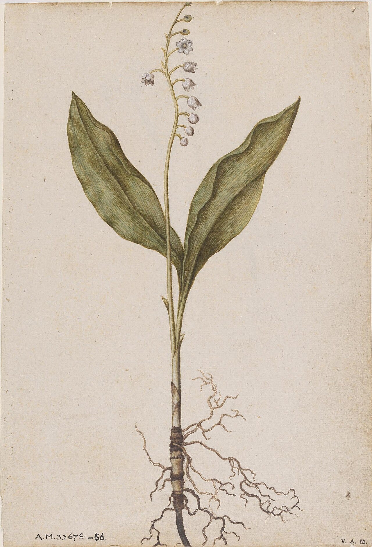 Botanical study of lily of the valley