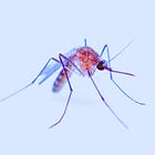 Bill Gates-Tied Vaccine Delivered Through Bite of Mosquito That Carries Bioengineered Malaria-Causing Parasite That Infects Human Blood Cells: 'New England Journal of Medicine'