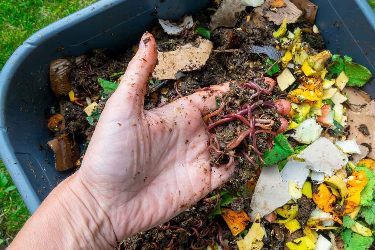 Worm Composting Basics — South Whidbey Tilth