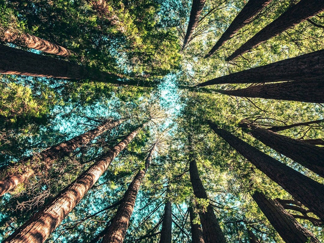 low angle photography of trees at daytime low angle photography of trees at daytime