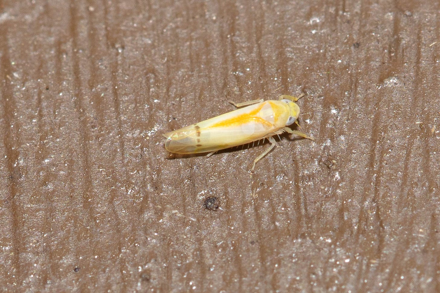 A planthopper with a long, thin white body with yellow markings and a row of small black dots towards the lower edge of the wings
