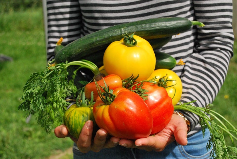 the rookie's roadmap to planning a thriving garden
