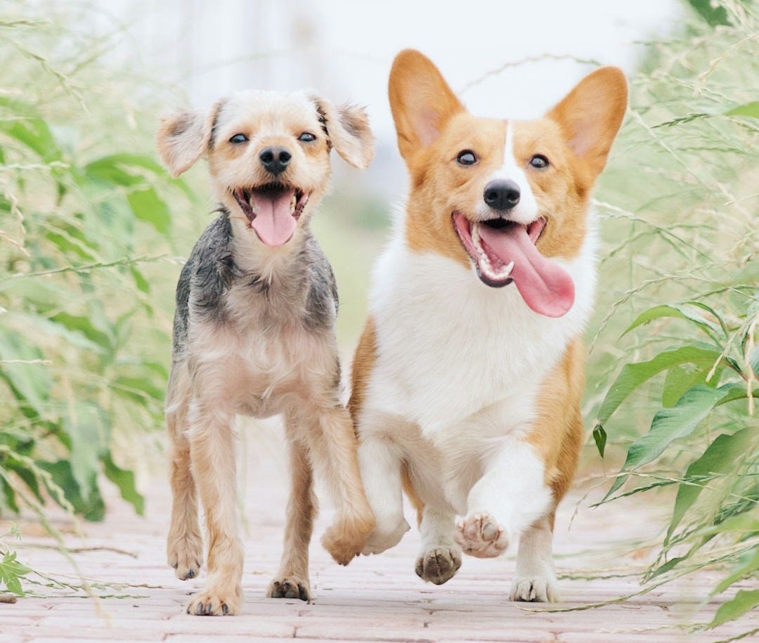 white and brown corgi besides brown dog