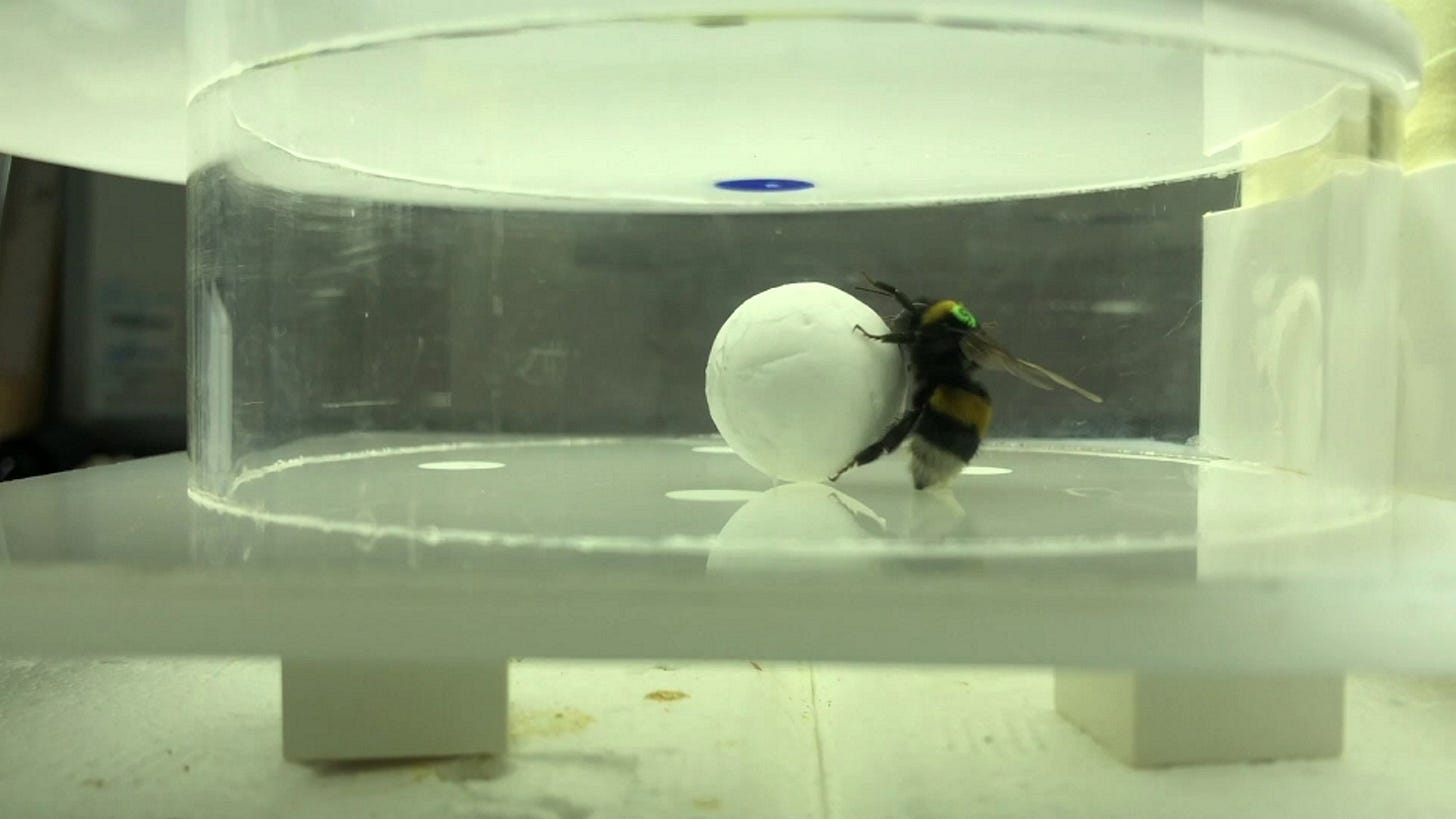 A bee fires one into the top corner