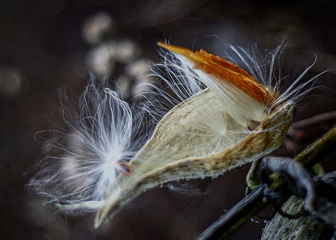 milkweed pods