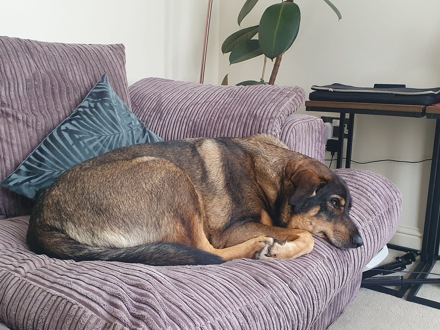 sulky dog lying on a sofa and looking side-eyed angrily at the camera