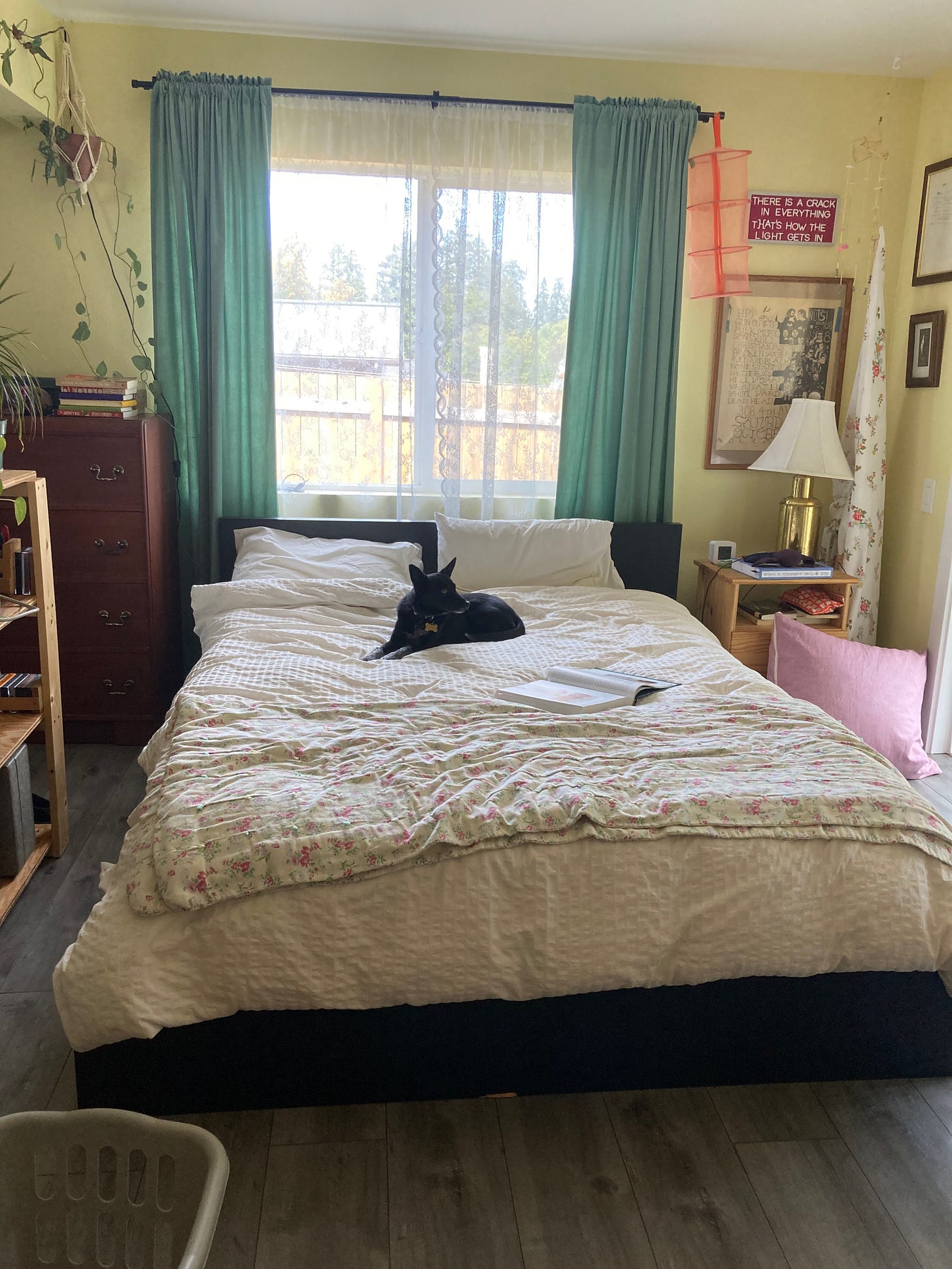 A bed set up in a living room, with yellow walls and Bugs (Siloh's dog) sitting on the bed