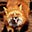 Fox Mire's avatar