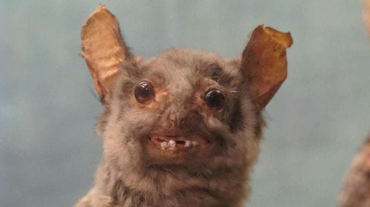 Bat Face – commadot.com