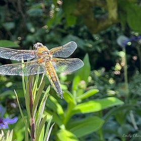 The Artistry of Nature