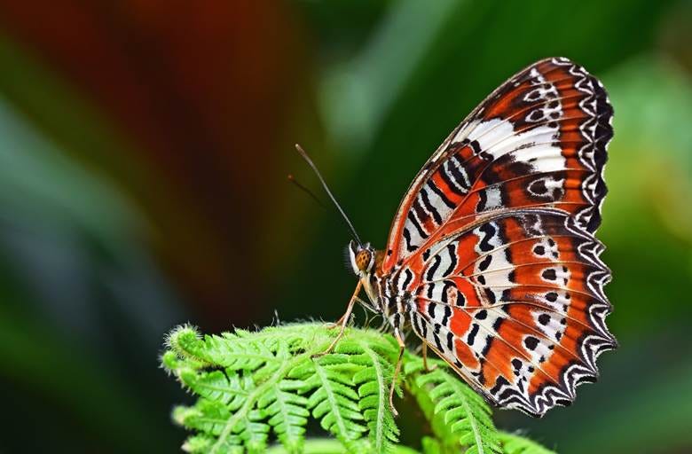 insect, butterfly, invertebrate, close up, monarch butterfly, pieridae, macro photography, organism, arthropod, pollinator, moths and butterflies, lycaenid, brush footed butterfly