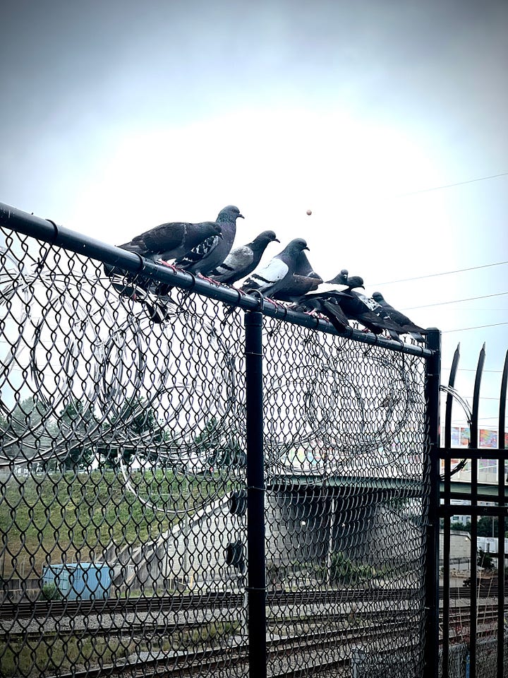 A row of pigeons perched closely together on a black metal fence topped with barbed wire. The birds face mostly left, forming a line against a pale, overcast sky. Behind the fence, a grassy embankment leads down to visible railroad tracks, and a concrete overpass is partially visible in the background. Photo by Doodleslice 2025