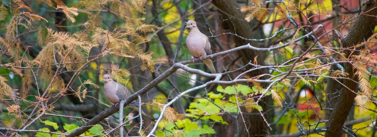 Mourning Dove