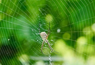 Spider in front of Malvasia vines Spider in front of Malvasia vines