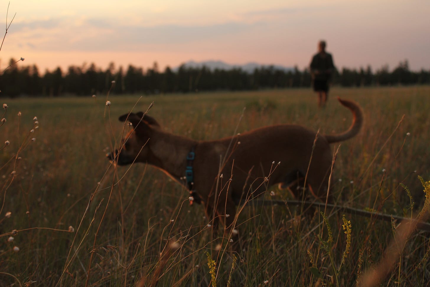 thin grasses with a dog in them, a blurred woman walking toward him and a mountain/forest in the background
