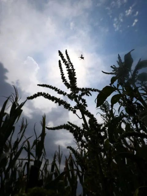Global Food Prices Climb to Three-Year High as Weather and Conflict Hit Crops Global Food Prices Climb to Three-Year High as Weather and Conflict Hit Crops