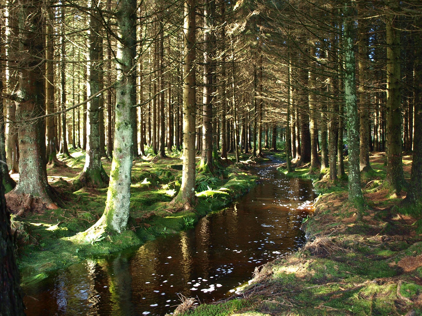 The magical Galloway Forest Park | Scotland nature, Forest park, Scotland