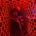 serhat's avatar