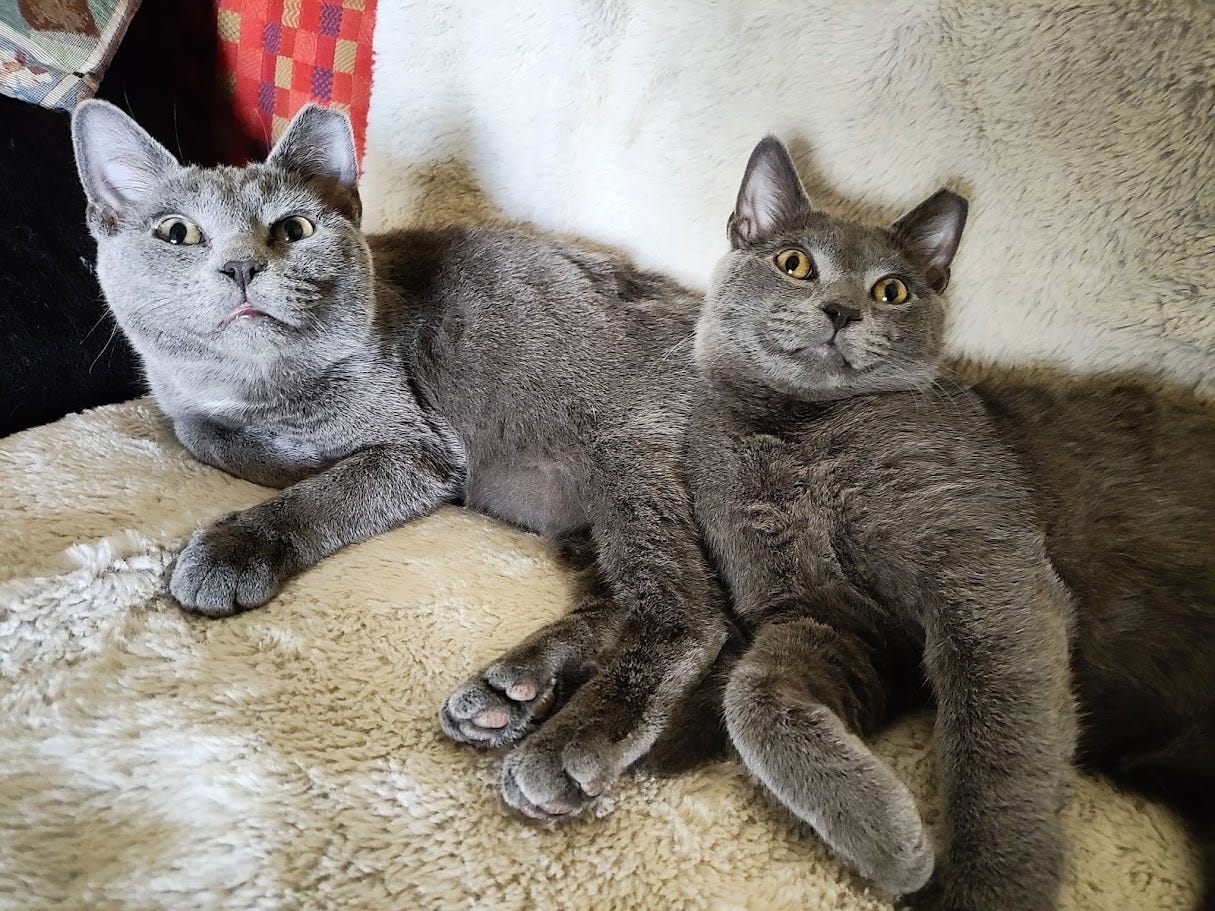 Two grey cats looking expectantly at the camera