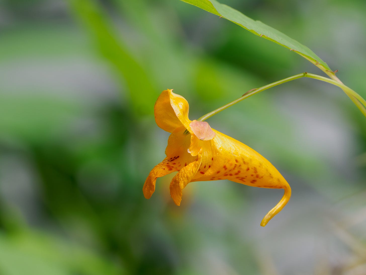 Jewelweed