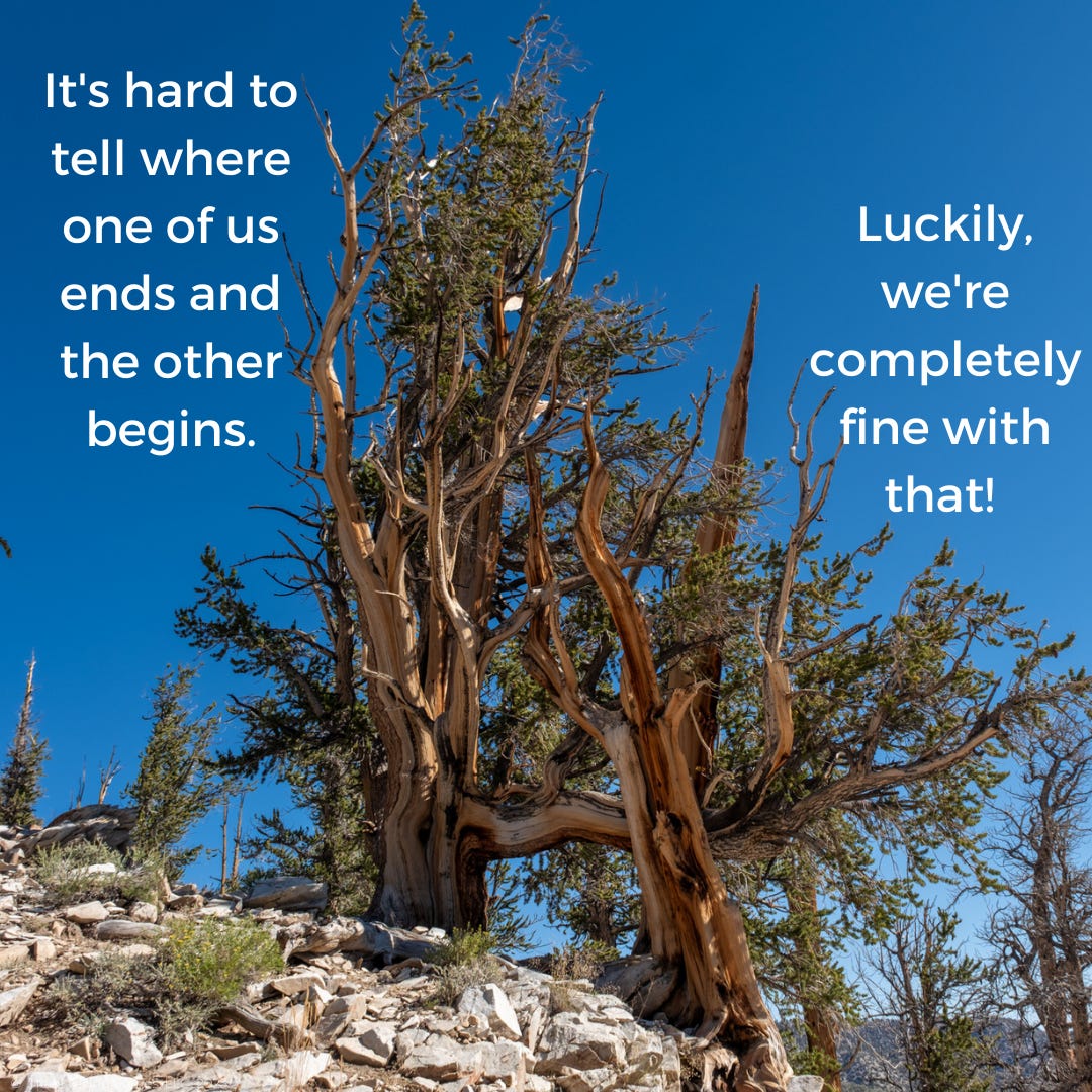 A tree on a rocky hill

Description automatically generated