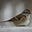 Sparrow Leigh's avatar