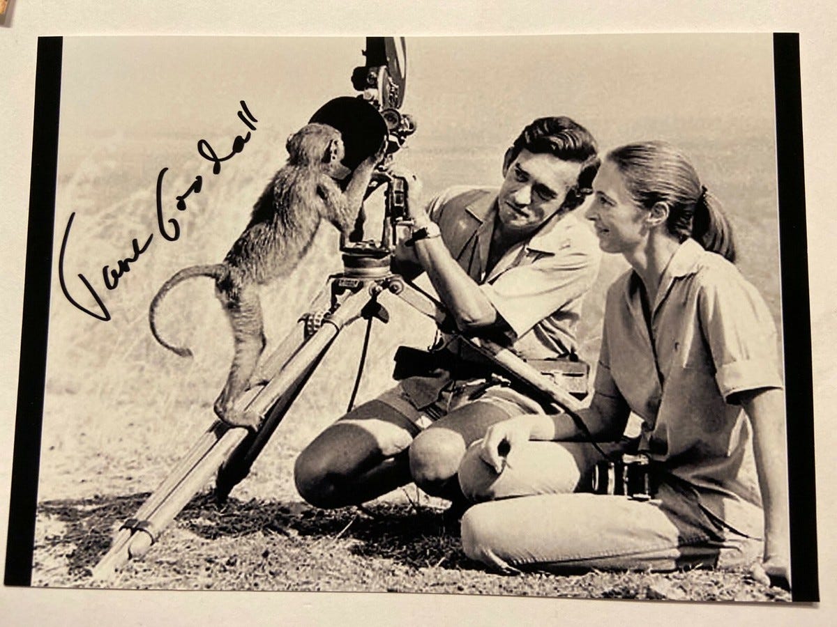 Jane Goodall, Primatologist Chimpanzee Signed 6x9 Auto Photo Beckett BAS Op