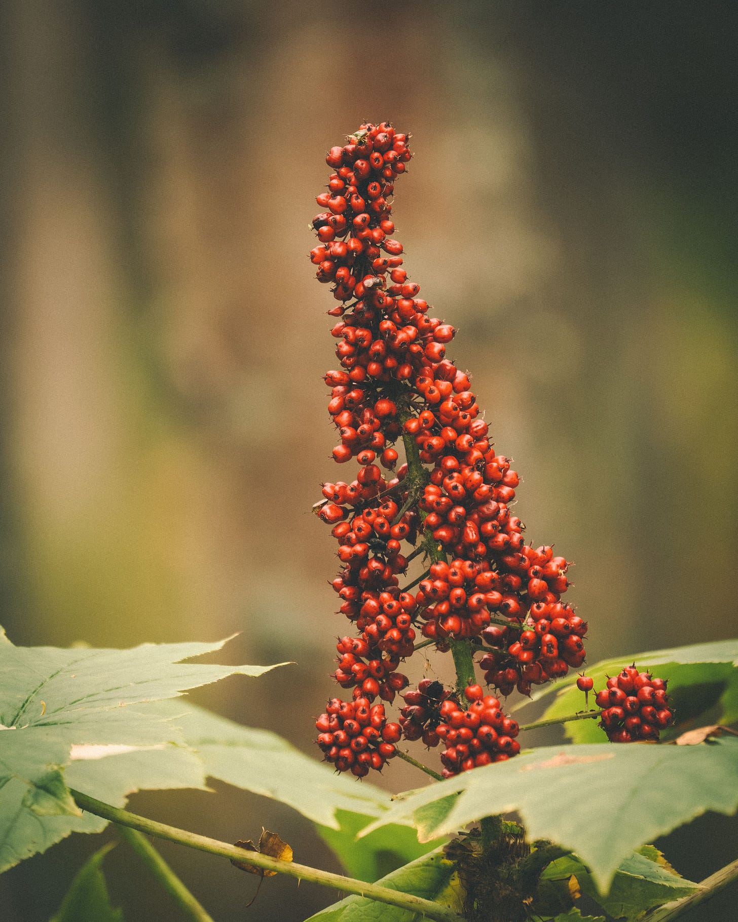 Devils club berries.