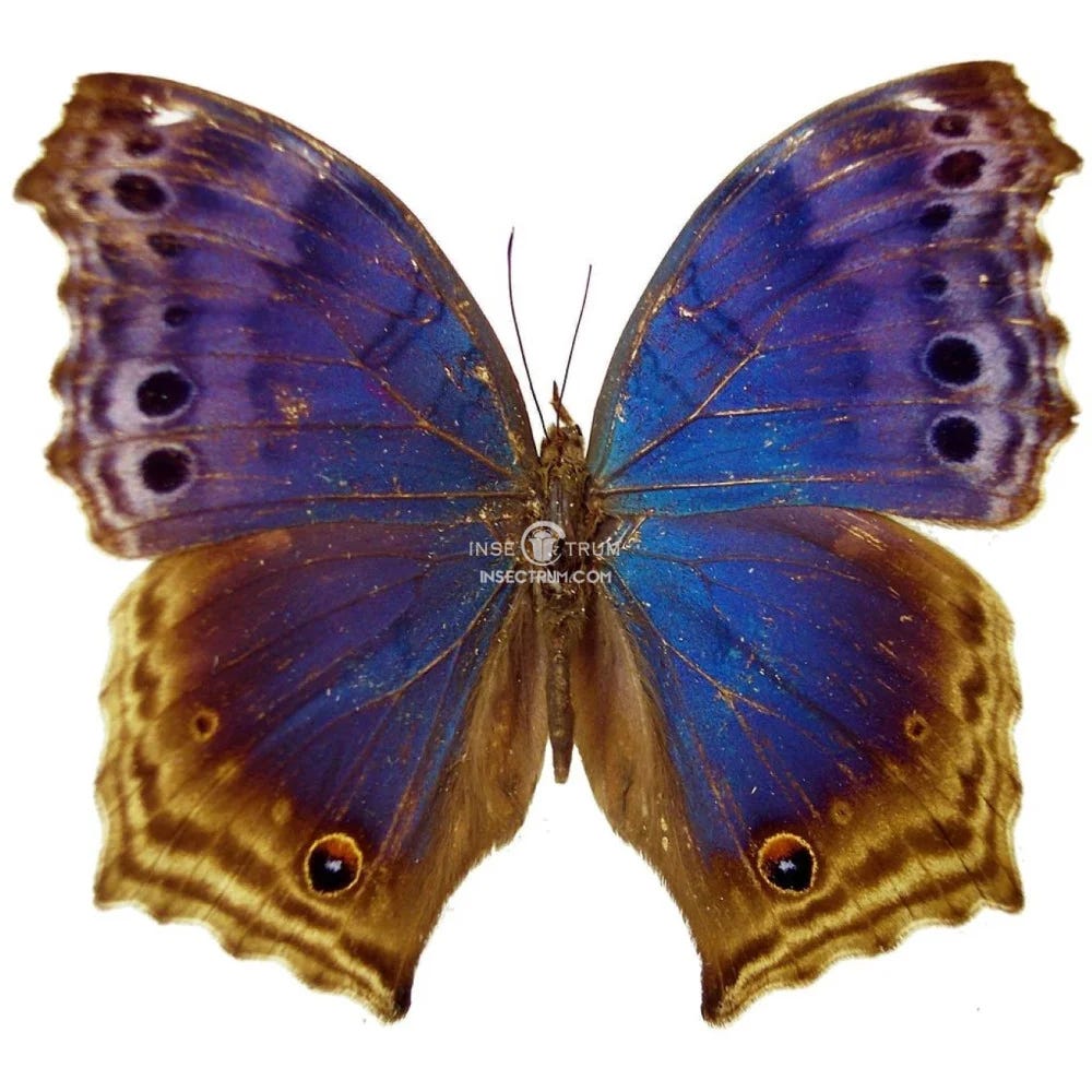 Artwork for Bennu Collab