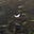 plutonian butterfly's avatar