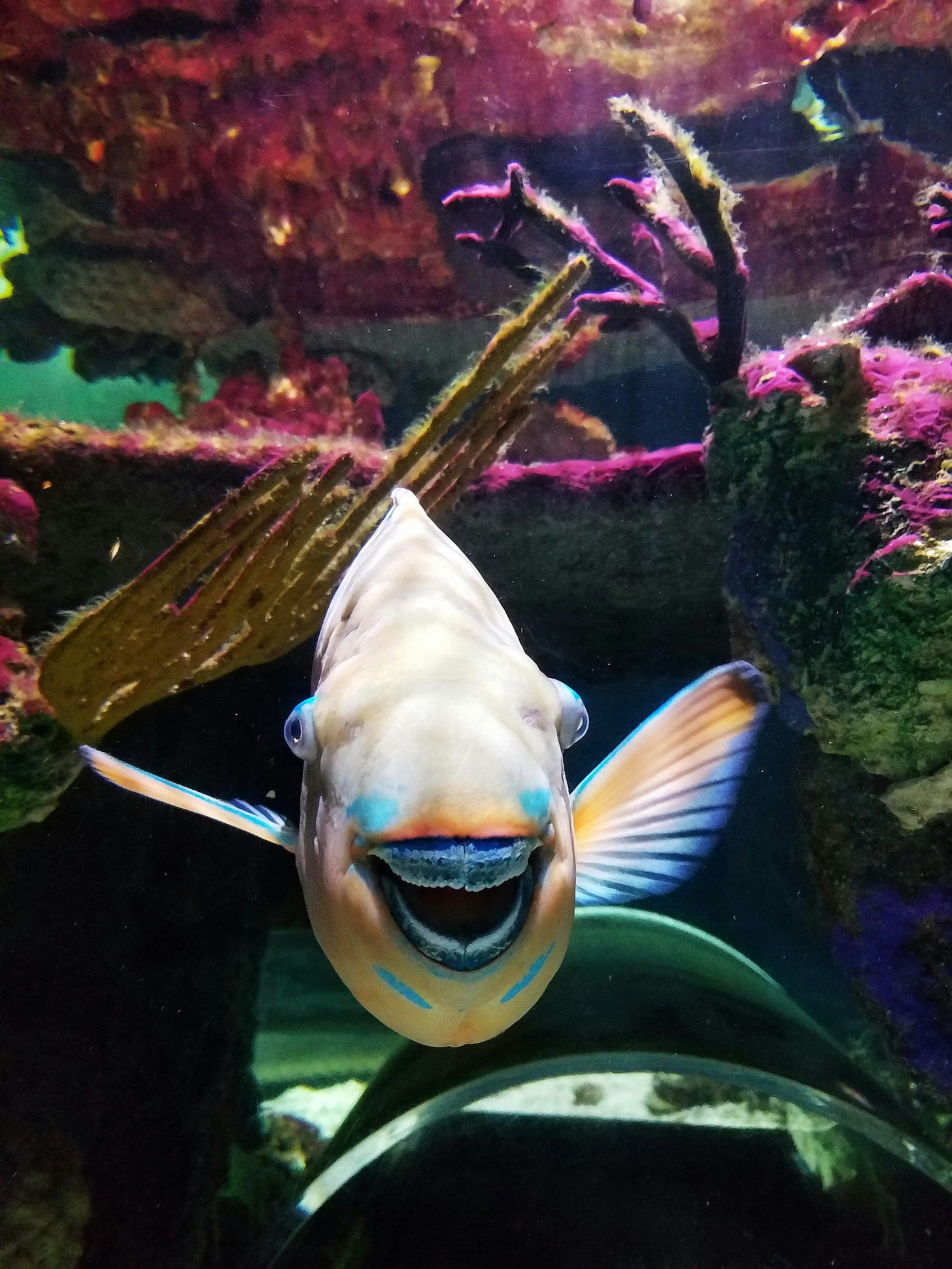 A fish that appears to be laughing