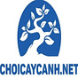 Chơi Cây Cảnh's avatar