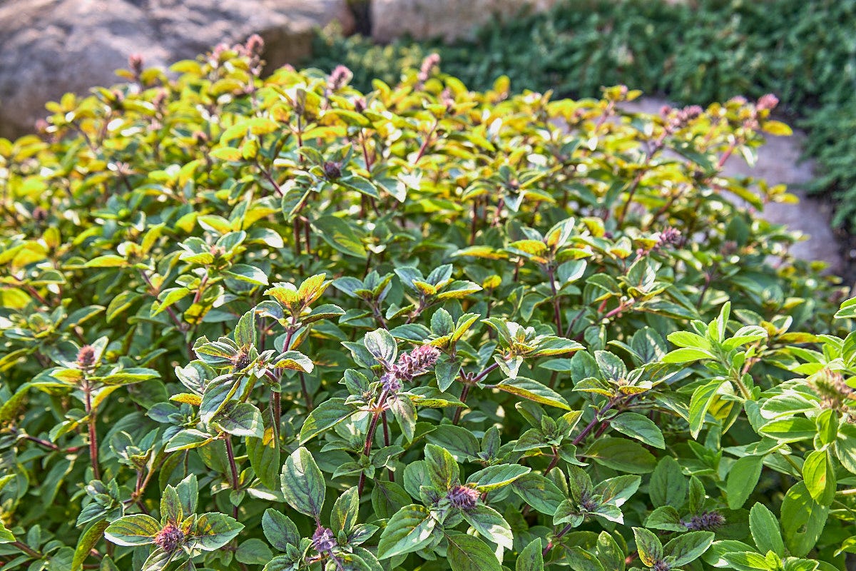 african blue basil plants growing in a garden african blue basil plants growing in a garden