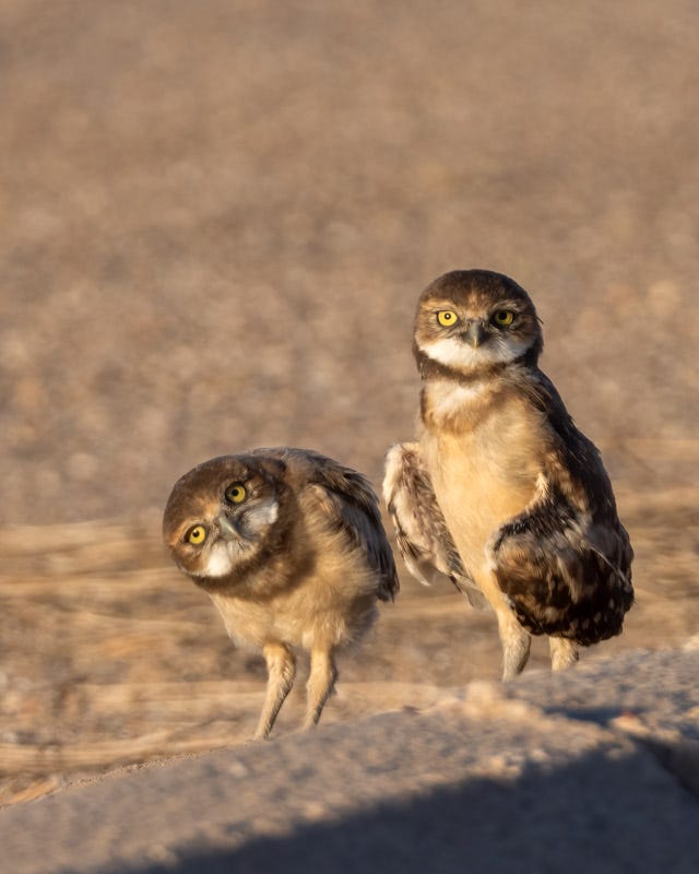 20250725-Marana-283-Edit.jpg 20250725-Marana-283-Edit.jpg