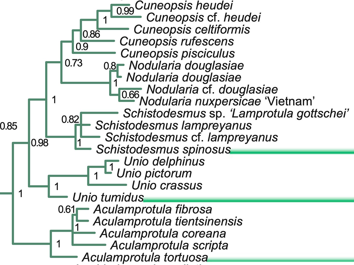 Screenshot of the Unionini branch of the phylogeny published by Huang et al. (2019: Figure 2).
