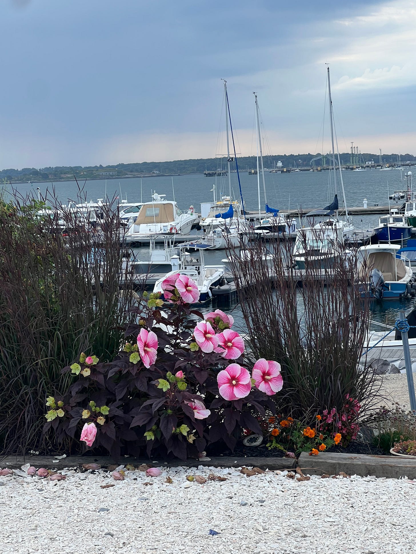 beautiful flowers near the Maine coast beautiful flowers near the Maine coast