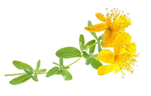 St. John's word St. John's wort  isolated on white background st johns wort stock pictures, royalty-free photos & images
