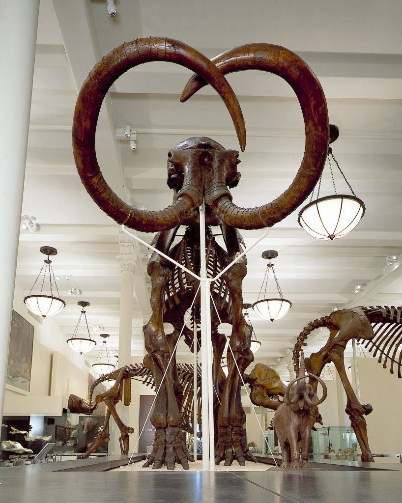 Head on shot of the Museum's mammoth fossil skeleton. It's standing tall and has large tusks that curl inwards. It's about the size and shape of a modern-day elephant.